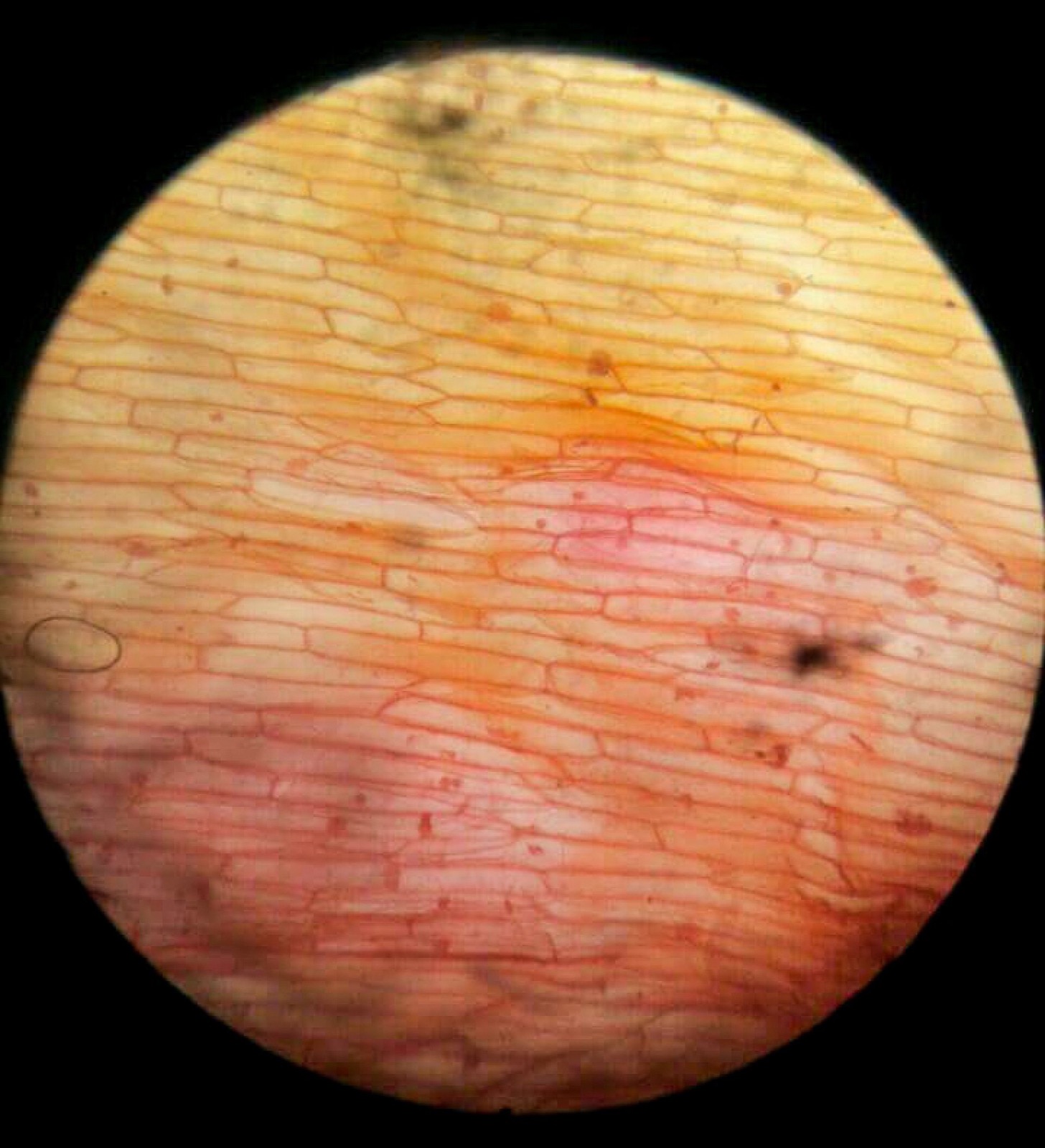 Stained onion cells viewed through a microscope